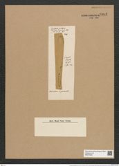 Licmophora longissima (Lend.-Fortm.) De-Toni (de-Toni-Nr.: Genus 86, Species 2960) Zeichnungen Sammlung Grunow Nr. 6002 (NHMW-BOT-W0374493)